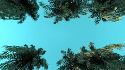 Driving under palm trees. Stock Footage 100921590