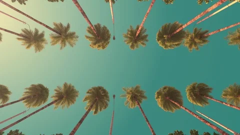 Driving under palm trees at a resort. Slow motion. Retro style. Stock Footage 114083609