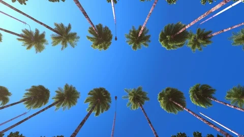 Driving under palm trees at a resort. Slow motion. Stock Footage 114136638