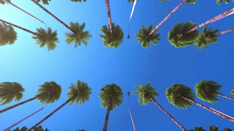 Driving under palm trees at a resort. Slow motion. Stock Footage 135012449