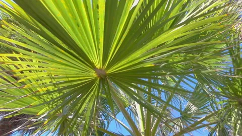 Driving under palm trees in slow motion 120fps Stock Footage 157002952