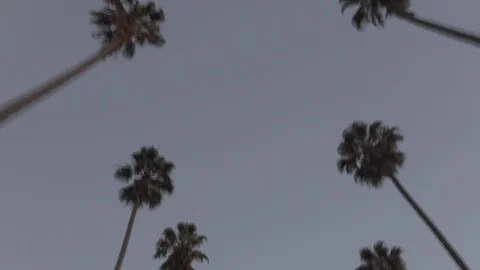Driving under palm trees at sunrise POV Stockbeeldmateriaal 119359486