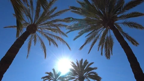 Driving under palms with blue sky and bright sun with rays Stock Footage 104261441