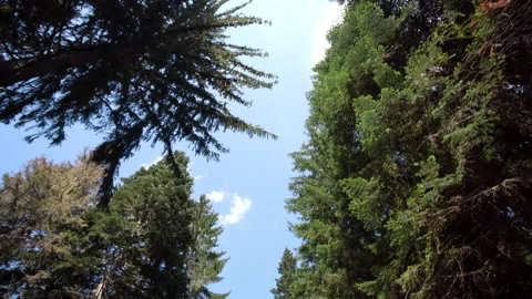 Driving under pine trees forrest Video stock 136972264