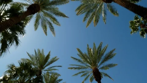 Driving under rows of palm trees Stockbeeldmateriaal 117410082