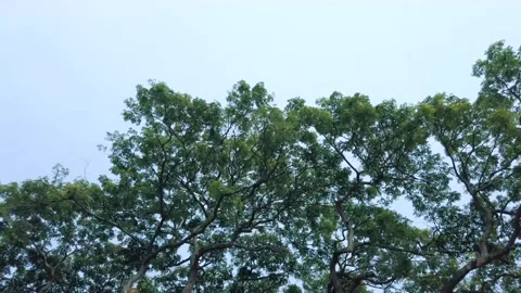 Driving under a scary Tree Stock Footage 160709933