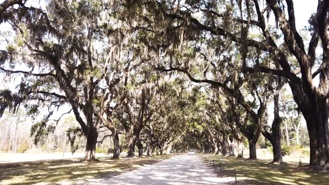 Driving Under Southern Live Oak Trees Stock Footage