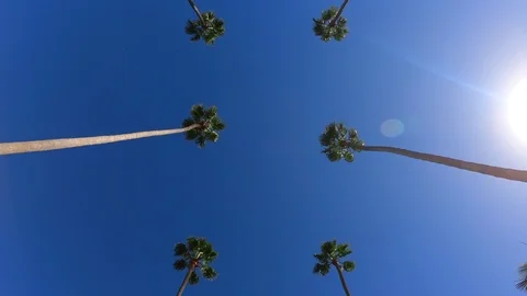 Driving under tall palm trees in Beverly Hills, California on sunny day Stock Footage 119895708
