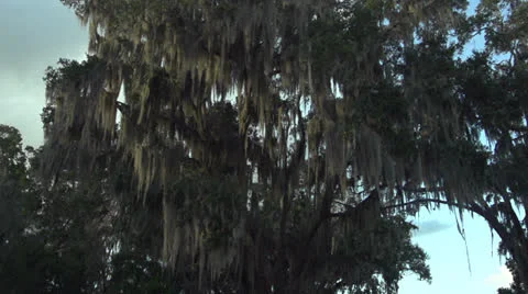 Driving Under a Tree Covered in Spanish Moss HD VIdeo Stock Footage 24632236