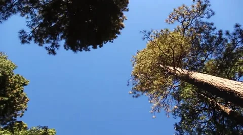 Driving Under Trees Stock Footage 49730927