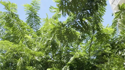 Driving under trees in slow motion 180fps Stock Footage 108066468