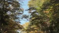 driving underneath an autumn canopy of trees 4k or 4k+ Resolution