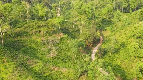 Driving Vehicles Navigate Winding Dirt Road Through Lush Forested Hillside Stock Footage 341007913