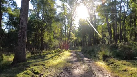 Driving Victorian Bush Tracks Stock Footage 331054964