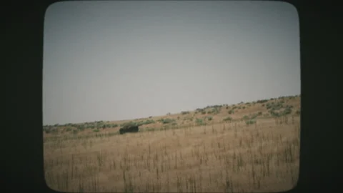 Driving view of bisons resting on a hot summer prairie at. VINTAGE FILM. Stock Footage 136731034