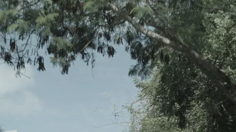Driving View of Trees &amp; Sky in Countryside Stock Footage 181568500