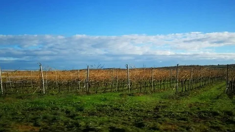 Driving By Vineyard Blue Sky Clouds Stock Footage 99563344