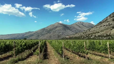 Driving by vineyards 스톡 동영상 155271301