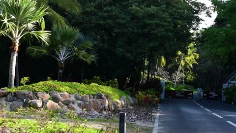 Driving in the wild forest 스톡 동영상 315339878