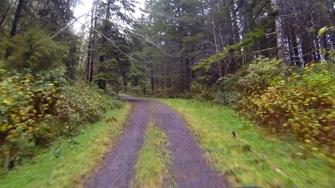 Driving a wilderness forest road Point of View Stock Footage 91711927
