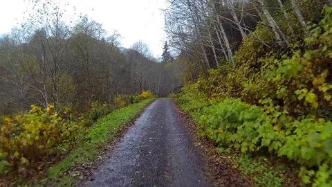 Driving a wilderness forest road Point of View Stock Footage 91711928