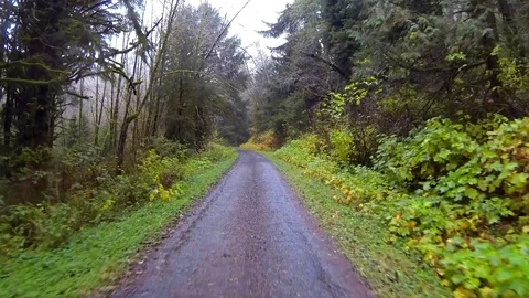 Driving a wilderness forest road Point of View Stock Footage 91711933