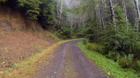 Driving a wilderness forest road Point of View Stock Footage 91711969