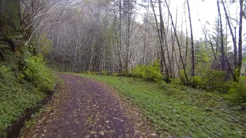 Driving a wilderness forest road Point of View Stock Footage 91711974