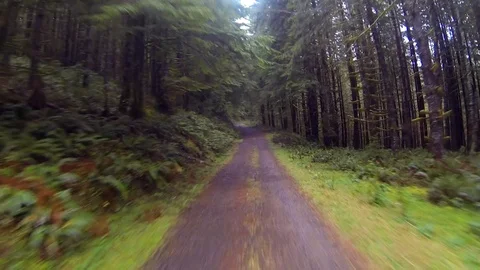 Driving a wilderness forest road Point of View Stock Footage 91712085