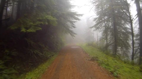 Driving a wilderness forest road Point of View Stock Footage 91737853