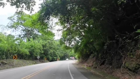 Driving Winding Road Surrounded by Lush Tropical Forest Stock Footage 341373319