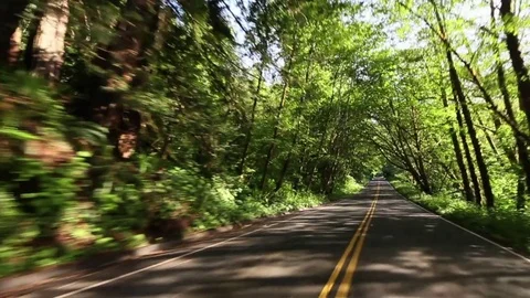 Driving in the woods during the day Stock Footage 78547898