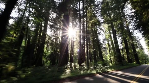 Driving in the woods Stock Footage 78548171