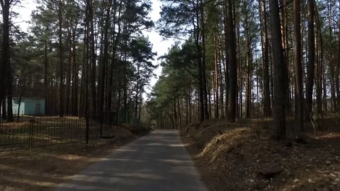 Driving in the woods Stock Footage 88595534
