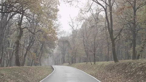 Driving in the woods full hd 3 스톡 동영상 74699238