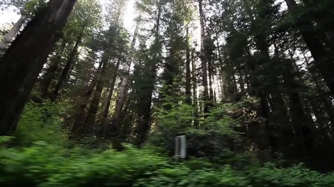 Driving in the woods, looking up the trees Stock Footage 78549241