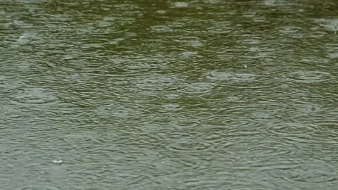 Drizzle in the backyard Stock Footage 319968471
