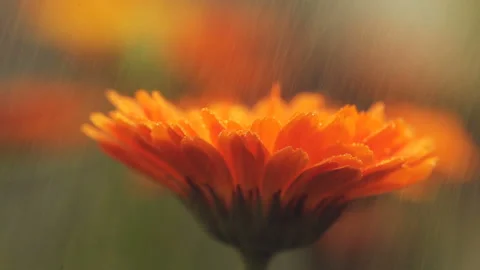 The drizzle drips on an orange flower 스톡 동영상 98837019