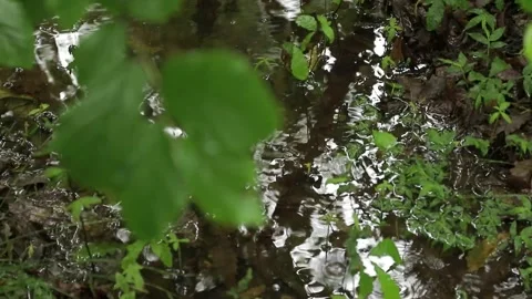 Drizzle on Leaves — Puddle Ripples and Rack Focus 動画素材 344797652