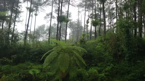 Drizzle in Tropical Forest 스톡 동영상 290258634