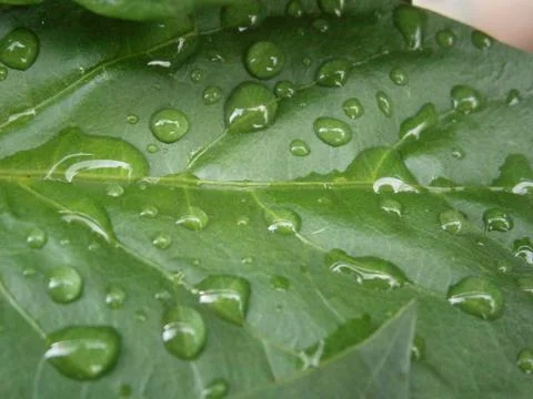 Drizzled leaf Foto stock