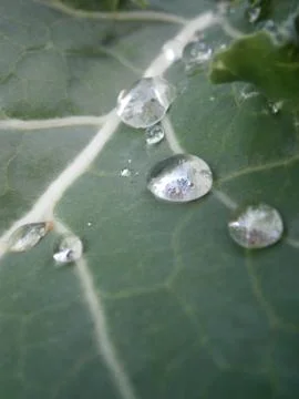 Drizzled leaf Stock Photos