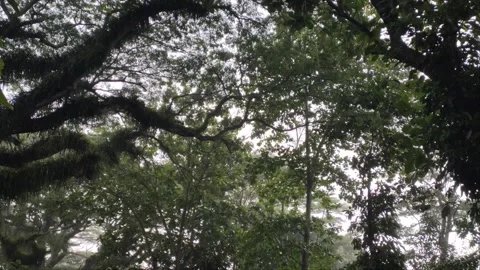 Drizzling Forest 動画素材 222712470