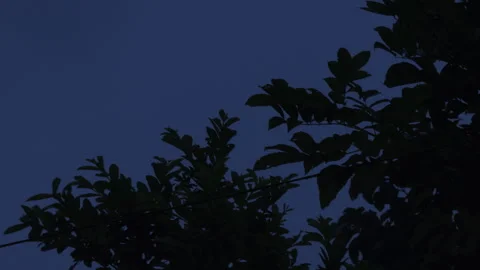 Drizzling At Night. Night rain falling on trees at countryside Stock Footage 285576570