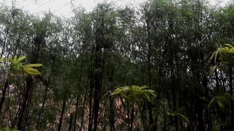 Drizzling or after the rain end and some wind nature backdrop or background.. Stock Footage 233111705