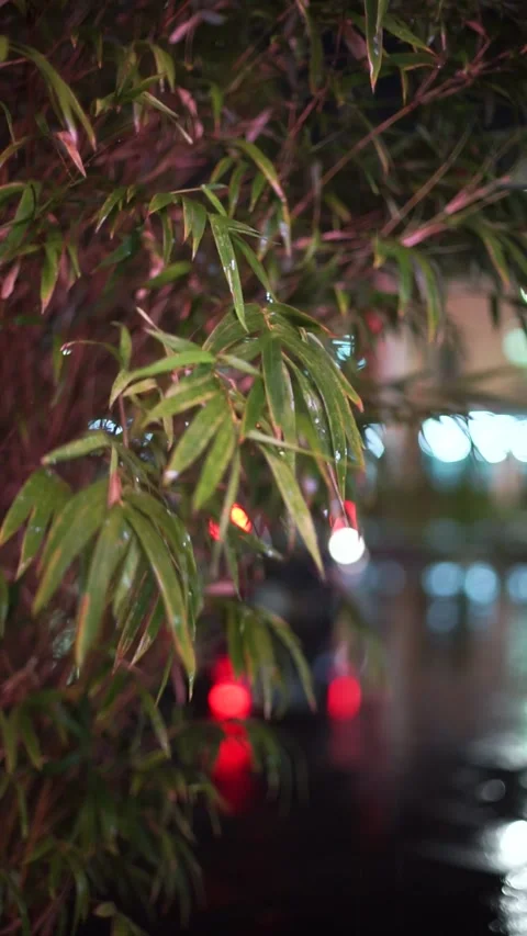 Drizzling Rain At Night Stock Footage 244025509