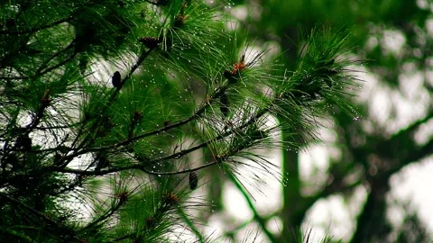 Drizzling Rain on Norfolk pine trees Video stock 265040948