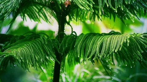 Drizzling Rain on Norfolk pine trees Stock Footage 265041014