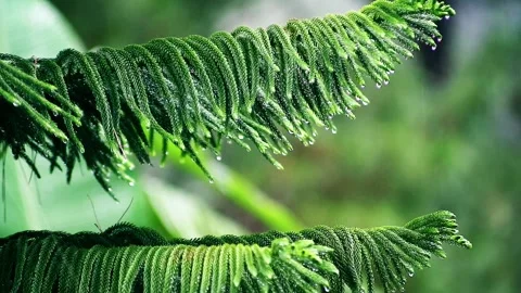 Drizzling Rain on Norfolk pine trees Stock Footage 265041636