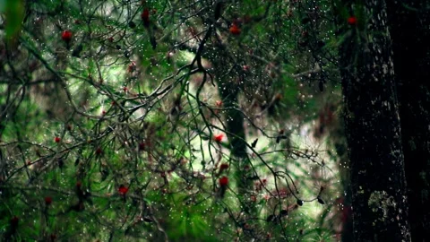 Drizzling Rain on the pine tree Stock Footage 265040958